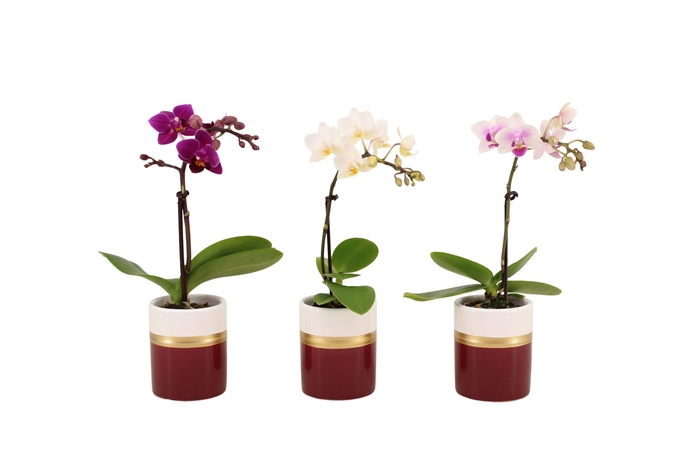 <h4>Dolomite Horizon Bordeaux Tiny Dolls Mix 1T7+ Aqu@</h4>