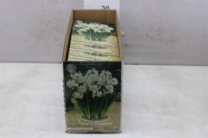 Bol Narcis Paperwhite Grandiflora 10 Zakjes X5