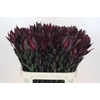 Leucadendron Saf Sunset Dark R.