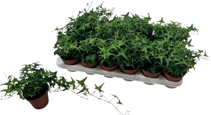 <h4>HED HE TRES COUPE</h4>