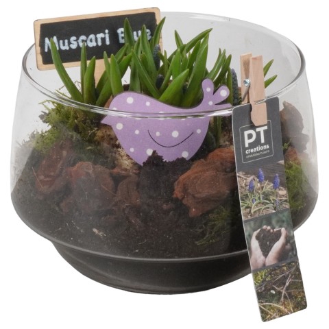 <h4>PTMB1022 Arrangementen Muscari</h4>