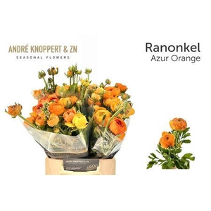 Ran Nl. Aazur Orange