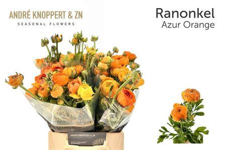 <h4>Ran Nl. Aazur Orange</h4>