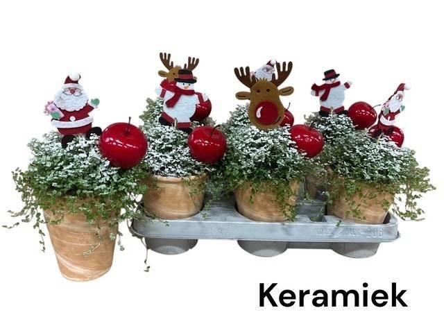 <h4>SOLEI SOL GROEN</h4>