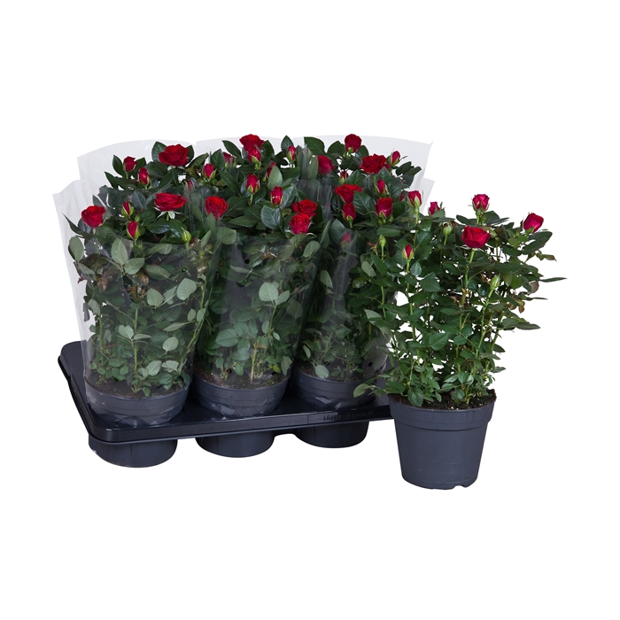 <h4>Nolina Palace Ø 17 cm Red Blanco sleeve</h4>