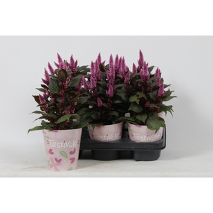 KAMERPL BLOEIEND GEM