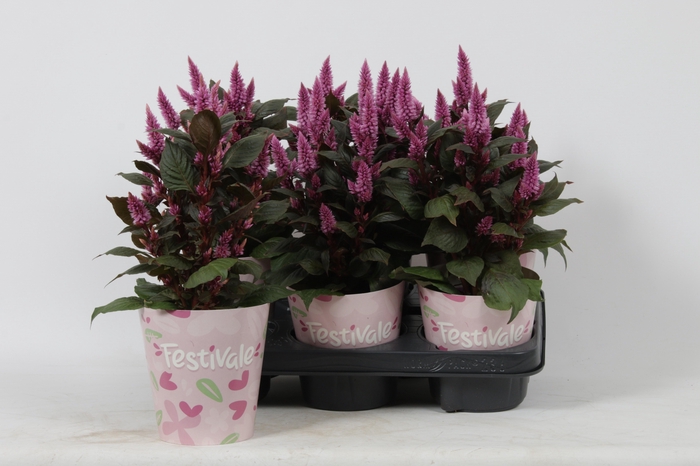 <h4>KAMERPL BLOEIEND GEM</h4>