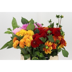 Dahlia Gemengd in fust