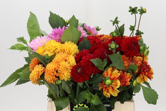 <h4>Dahlia Gemengd in fust</h4>