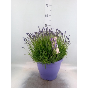 Lavandula angus. 'Essence Pure'