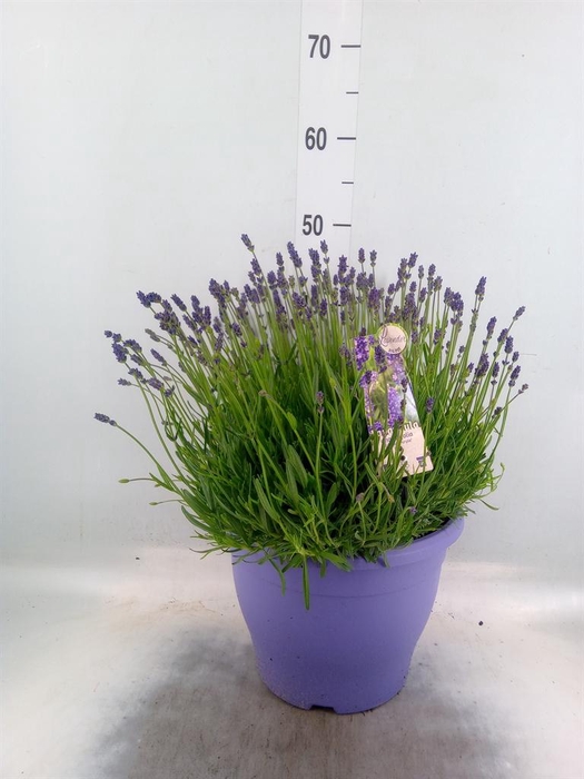 <h4>Lavandula angus. 'Essence Pure'</h4>
