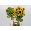 Helianthus Orange Fire