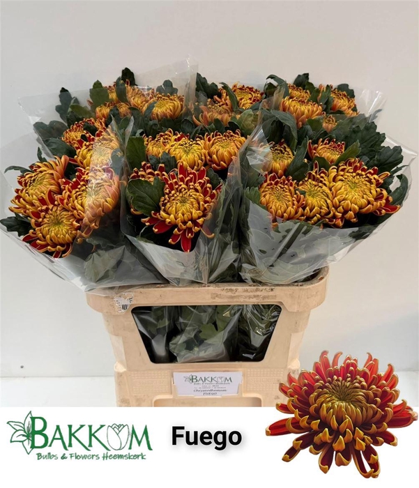 <h4>Chr G Fuego</h4>