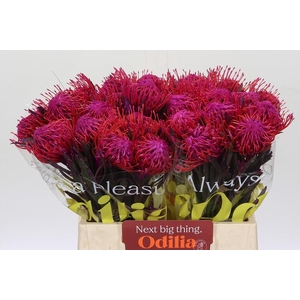 Nutans Painted Cerise