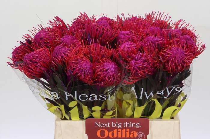 <h4>Nutans Painted Cerise</h4>