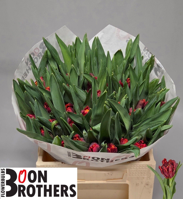 <h4>TU PA ABRACADABRA</h4>