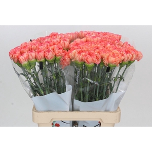 Dianthus St Goopy Geer