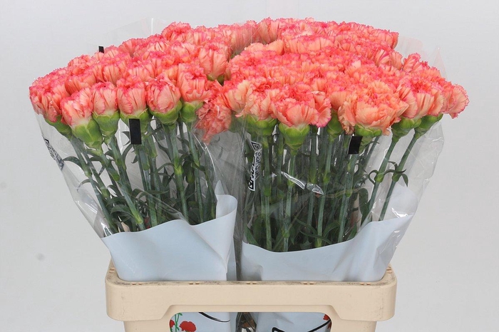 Dianthus St Goopy Geer