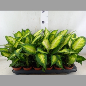Dieffenbachia  'Camilla'