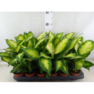 Dieffenbachia  'Camilla'