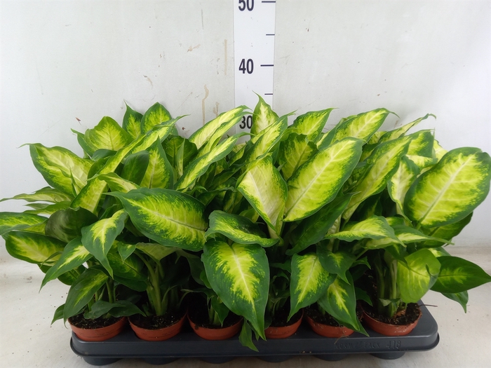 <h4>Dieffenbachia  'Camilla'</h4>