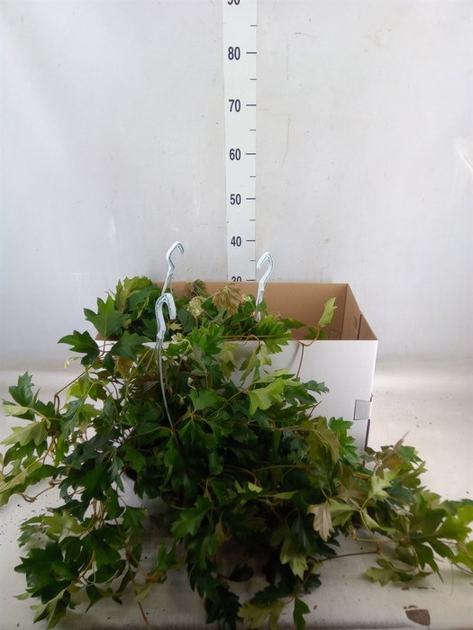 <h4>Cissus rhombifolia 'Ellen Danica'</h4>