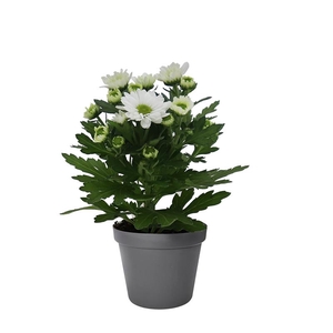 CHRYS.IND.HYBRID MINI