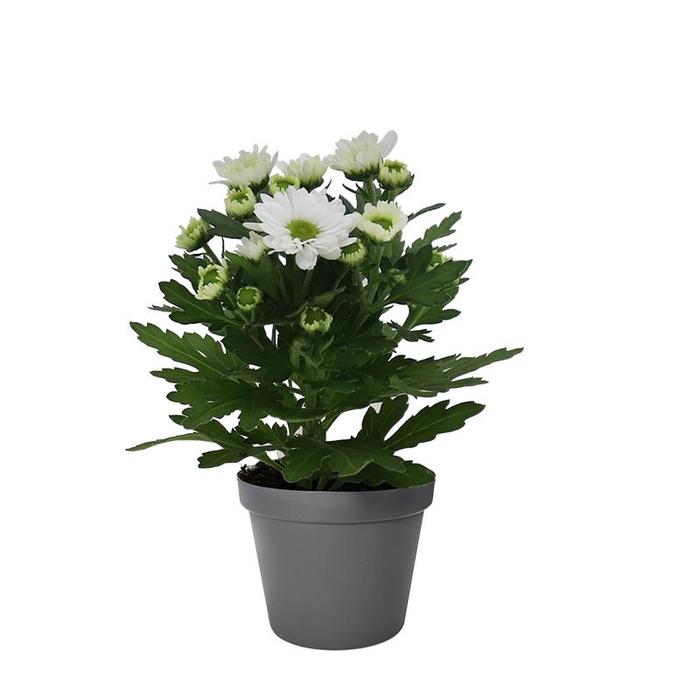 <h4>CHRYS.IND.HYBRID MINI</h4>