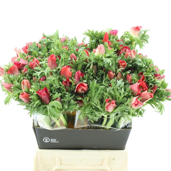 <h4>Anem Mistral Red Extra</h4>