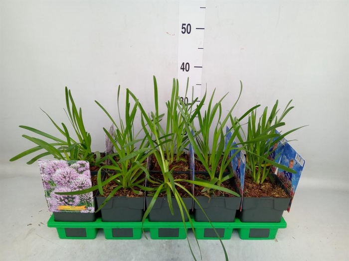 <h4>Allium senescens</h4>