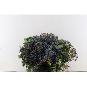 Vib Berry Blue P Bunch