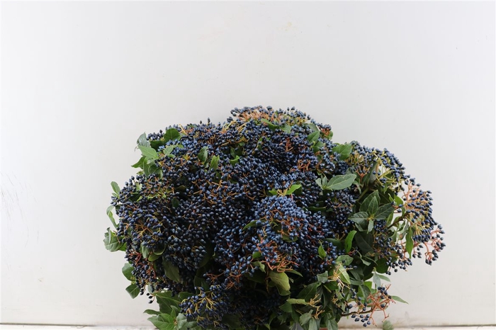 <h4>Vib Berry Blue P Bunch</h4>