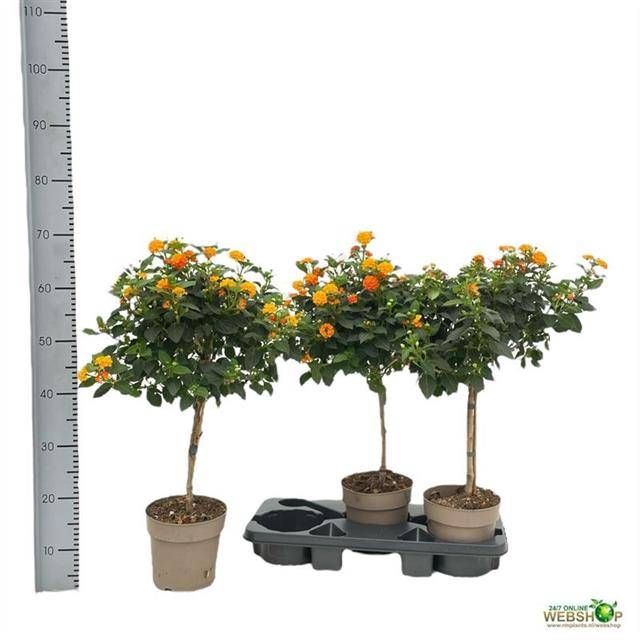 <h4>LANTANA CAM OV</h4>