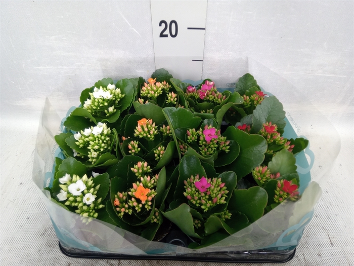 Kalanchoe blos.   ..