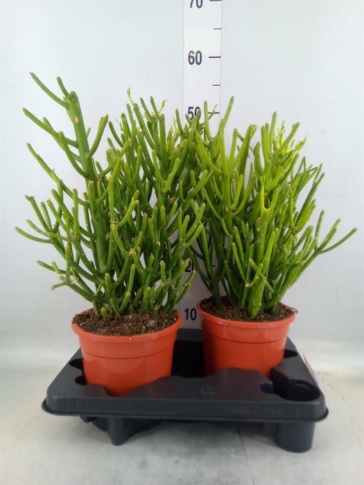 <h4>Euphorbia tirucalli</h4>