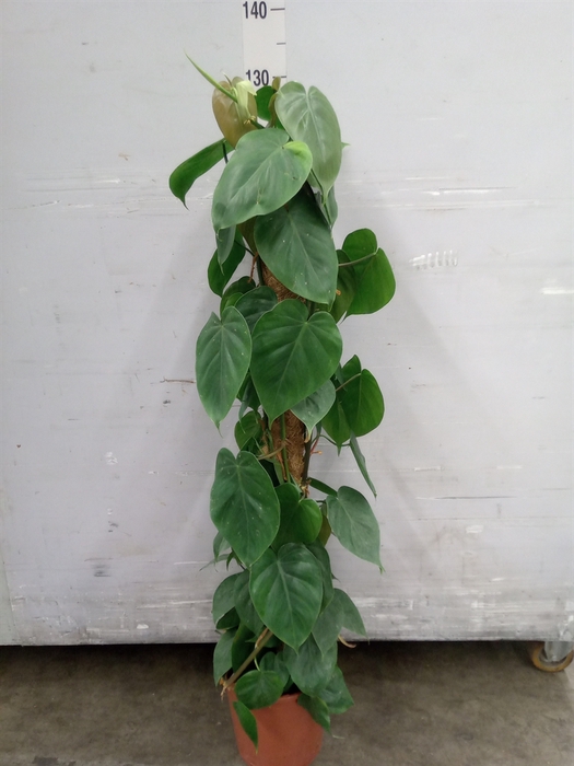 <h4>Philodendron scand.</h4>