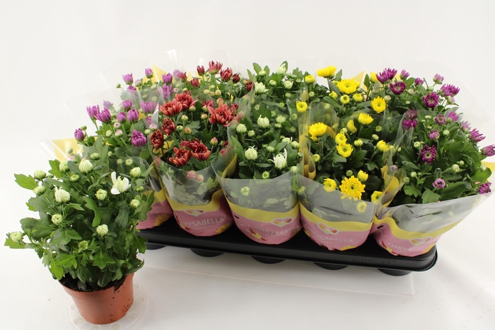 <h4>CHRYS GEVULDBL GEM</h4>