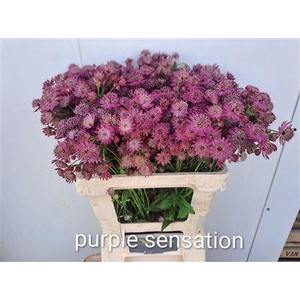 ASTR PURPLE SENSATIO