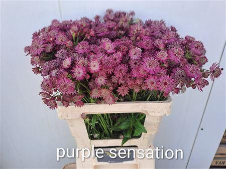 <h4>ASTR PURPLE SENSATIO</h4>