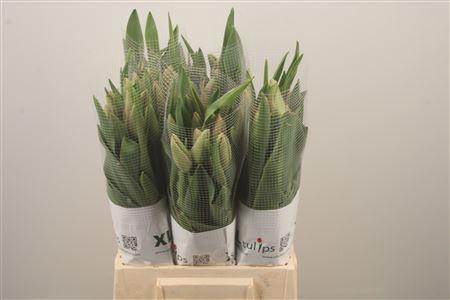 <h4>Tu Fr En Renown</h4>