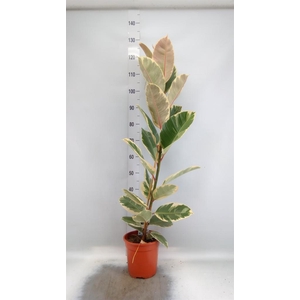 Ficus elastica 'Tineke'