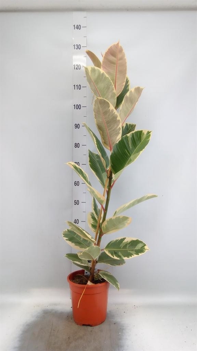 <h4>Ficus elastica 'Tineke'</h4>