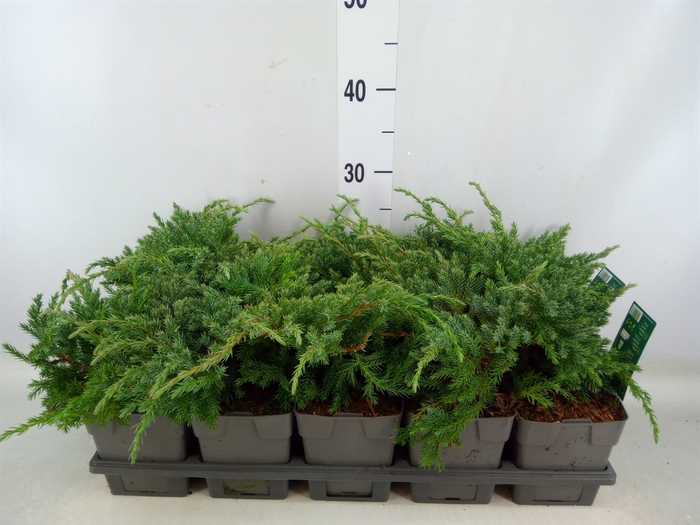 <h4>Juniperus procumbens 'Nana'</h4>