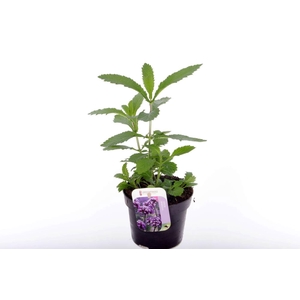 Verbena bonariensis Violet Blue