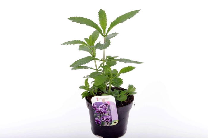<h4>Verbena bonariensis Violet Blue</h4>