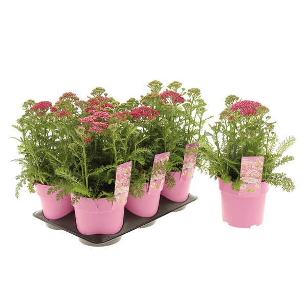 <h4>Achillea Milly Rock Rose</h4>
