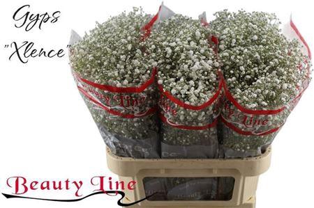 <h4>Gyps Pa Xlence</h4>