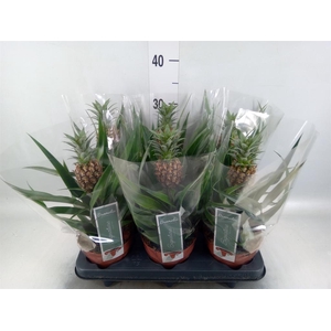 Ananas  'Rosita'