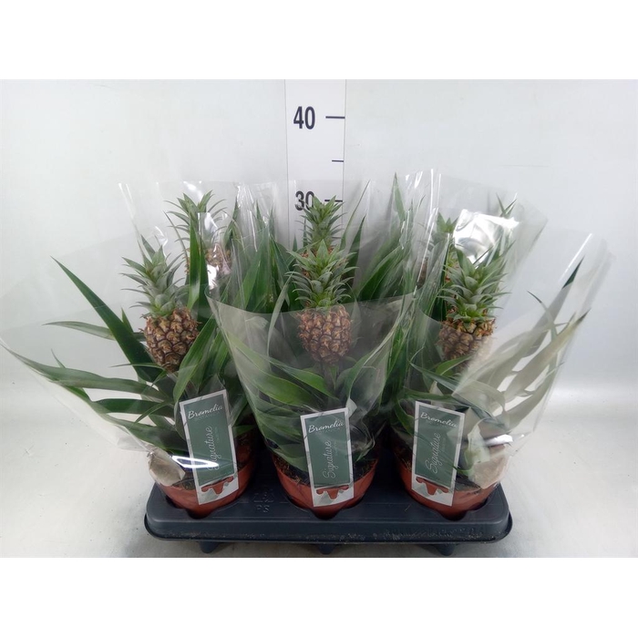 <h4>Ananas  'Rosita'</h4>