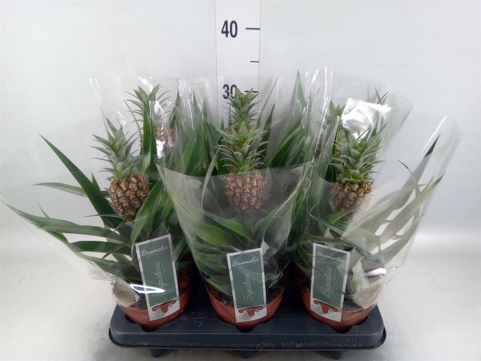 <h4>Ananas  'Rosita'</h4>